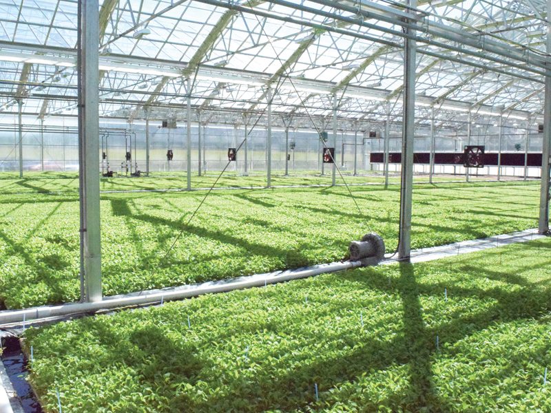 Greenhouse