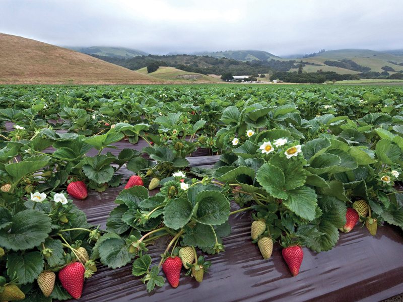 Organic Berries Demand Grow Sales Produce Business Magazine