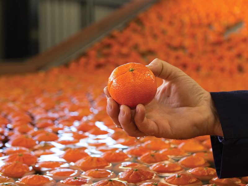 Citrus Wash