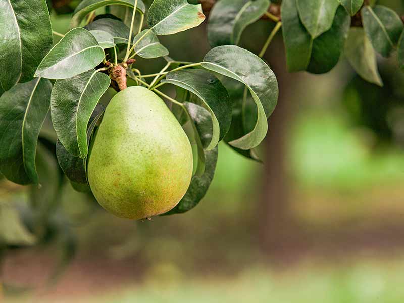 Pear on Tree