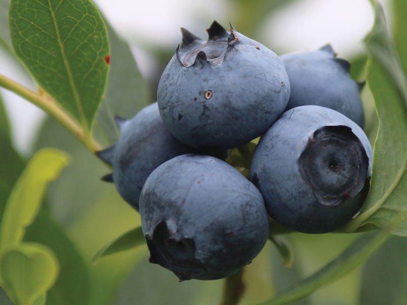 Georgia Blueberries