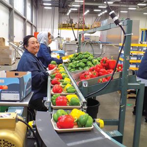 Pepper Conveyor Belt