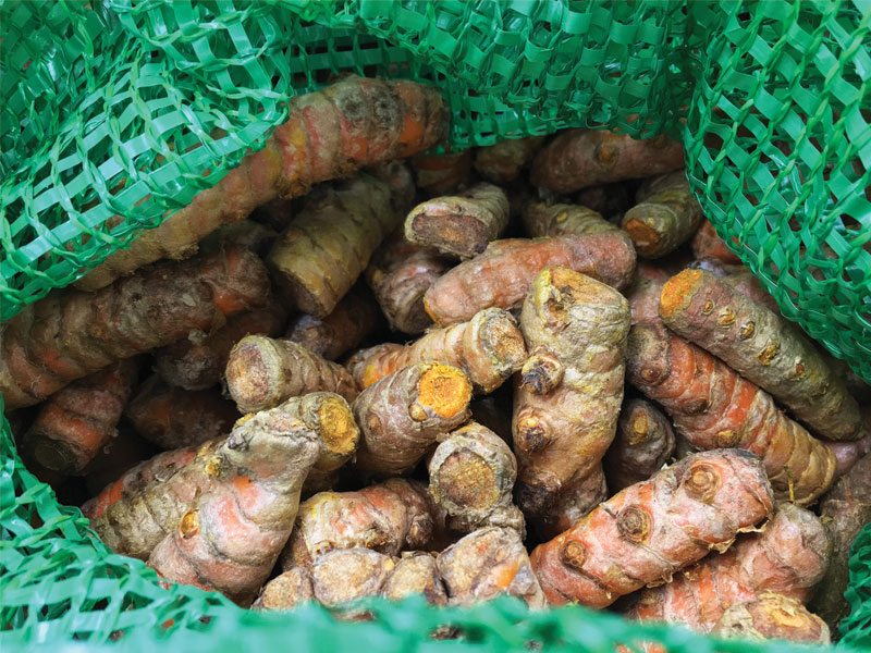 Tumeric Harvest