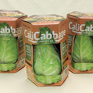 Babé Farms CaliCabbage