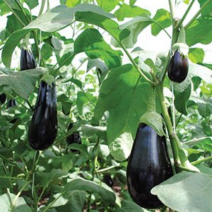 Mexican Eggplants