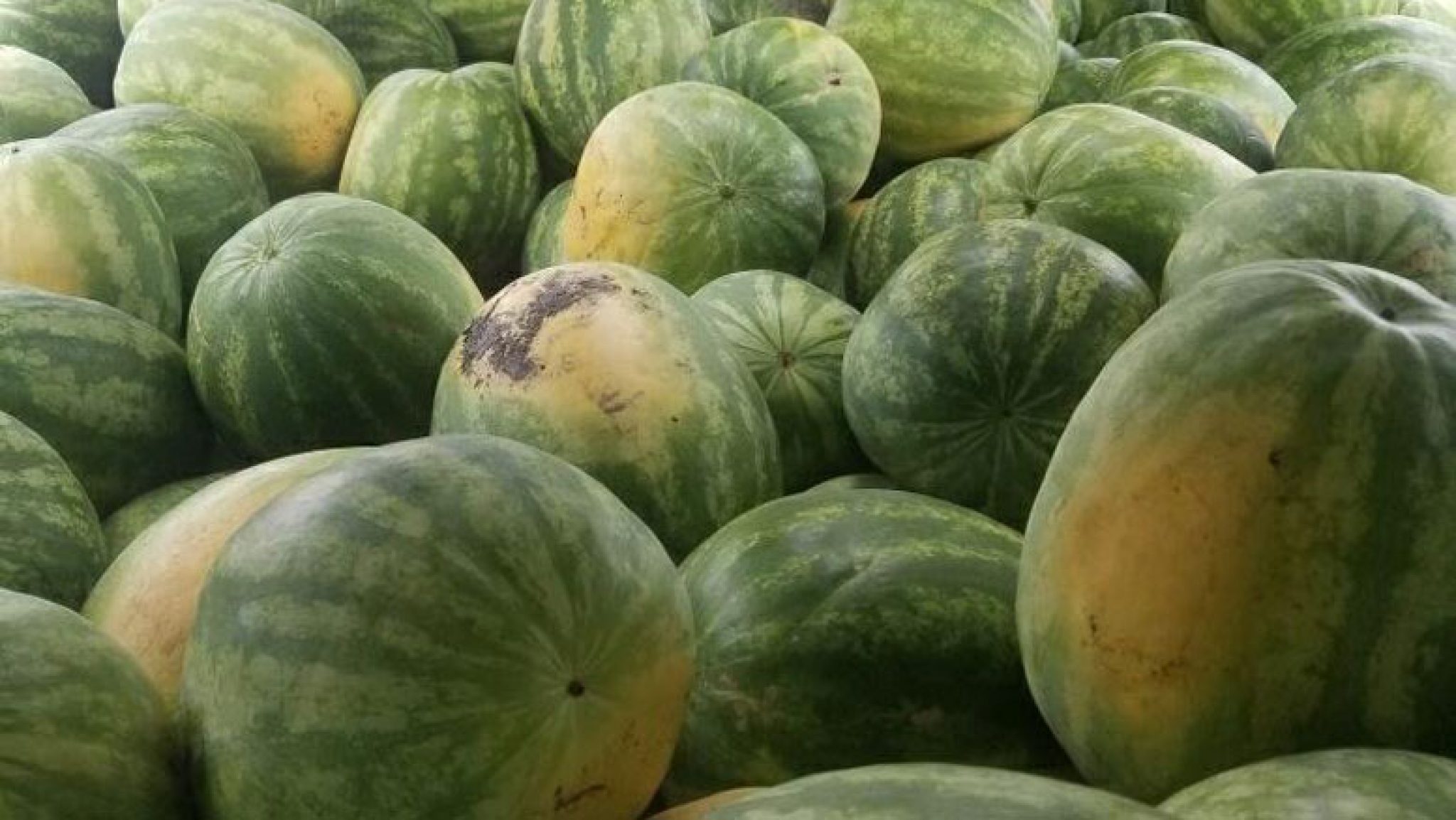 Southern Fruits And Vegetables Shine in Summer and Fall - Produce Business